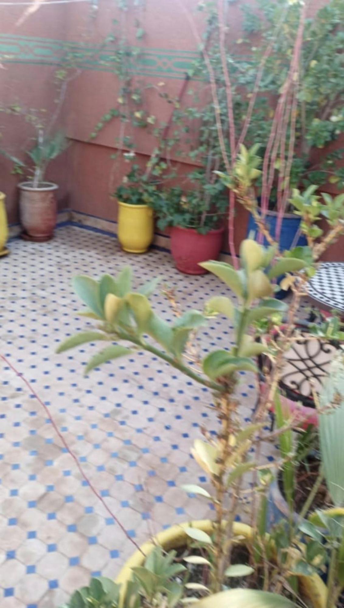Charmant Riad Au Coeur De Marrakech Marakeş Dış mekan fotoğraf